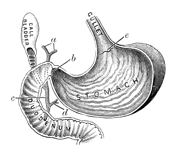 ghrelin.jpg