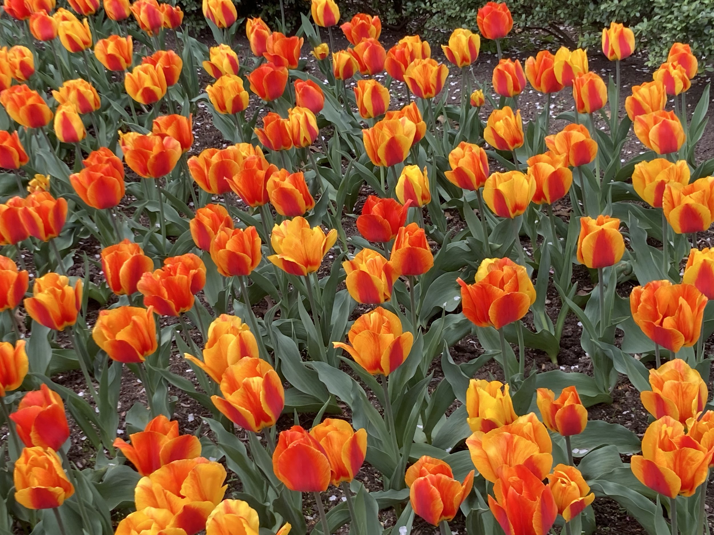 A vibrant garden bed filled with bright orange and yellow tulips with some red accents, growing in lush green foliage.