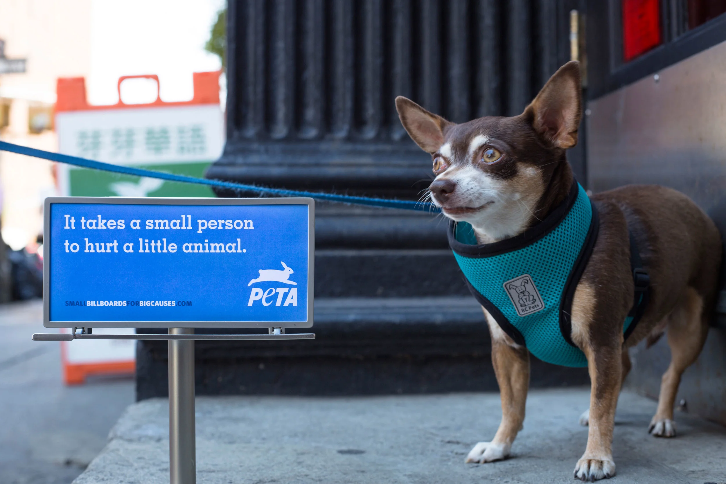 Billboards_PETA_x_1.jpg