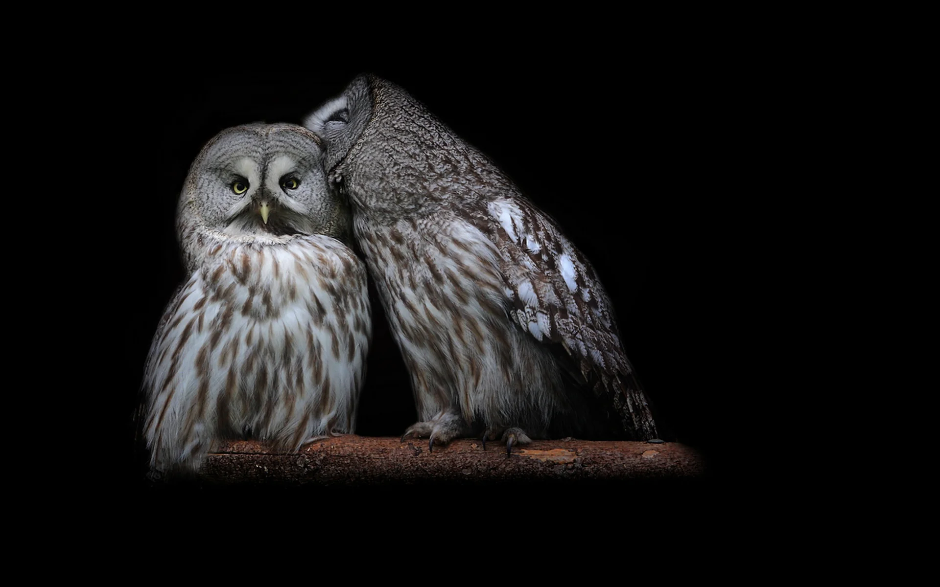 Whisper-of-owl.jpg