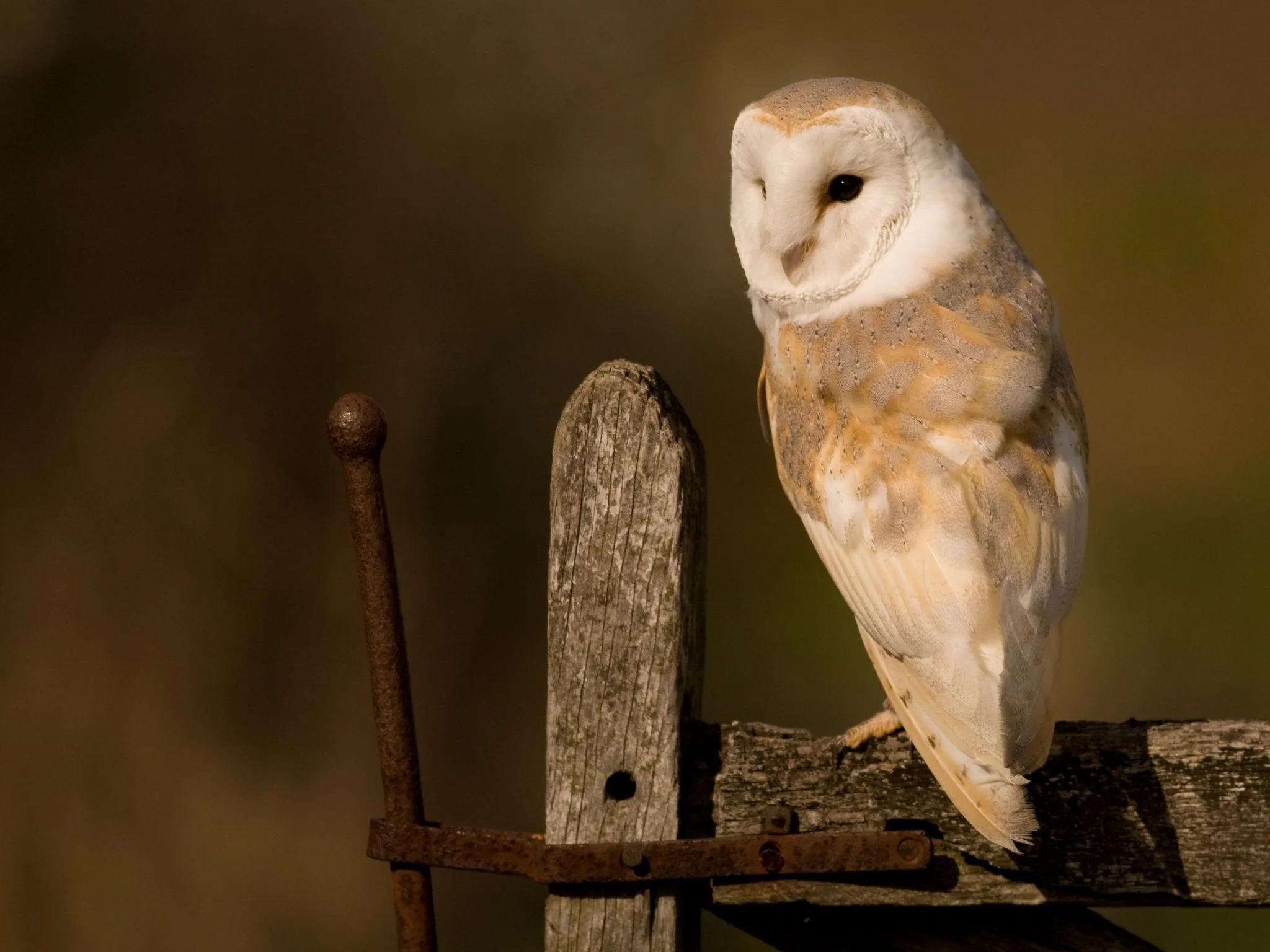 Barn_Owl_from_Twitter1258382666.jpg