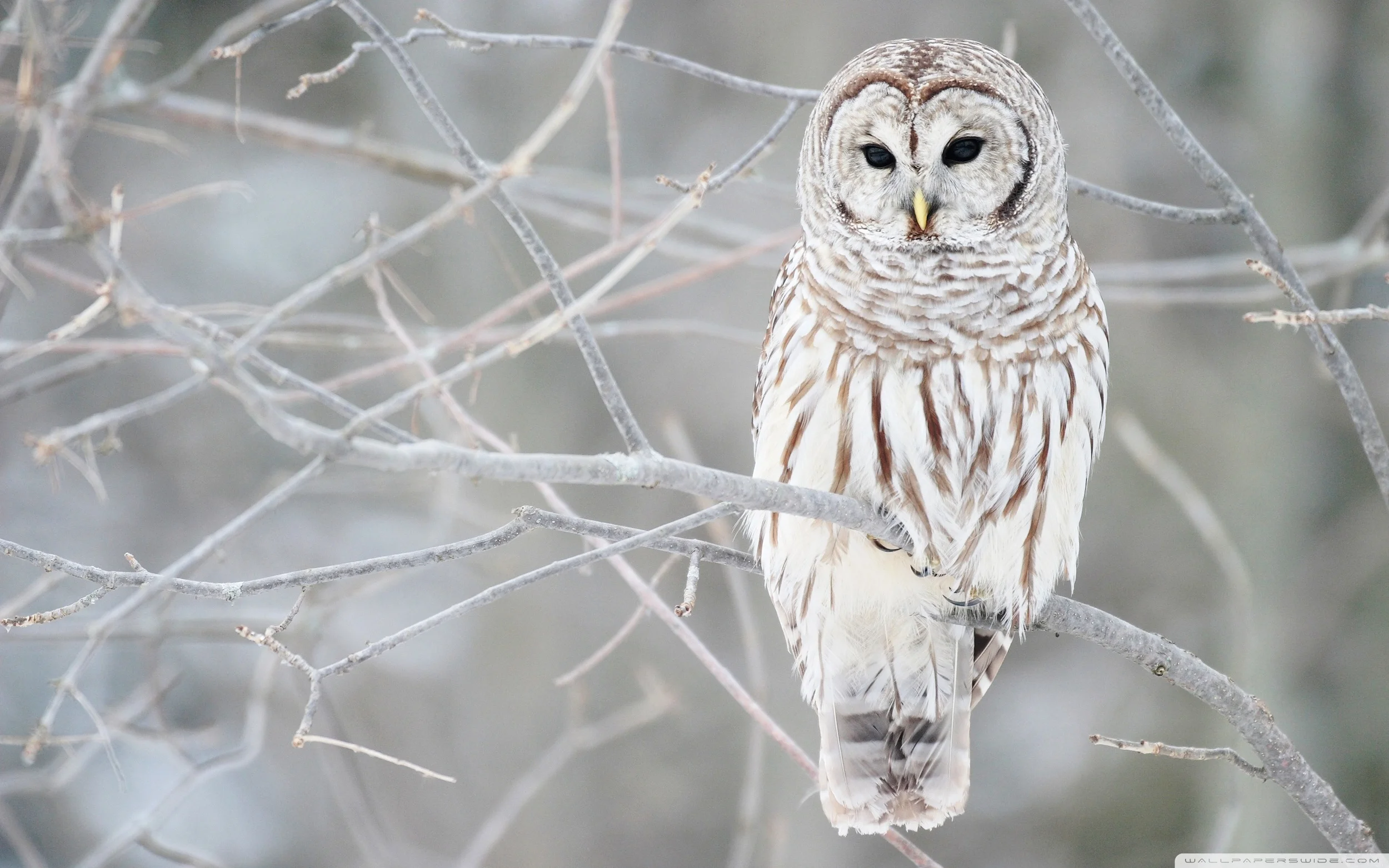 white_owl-wide.jpg