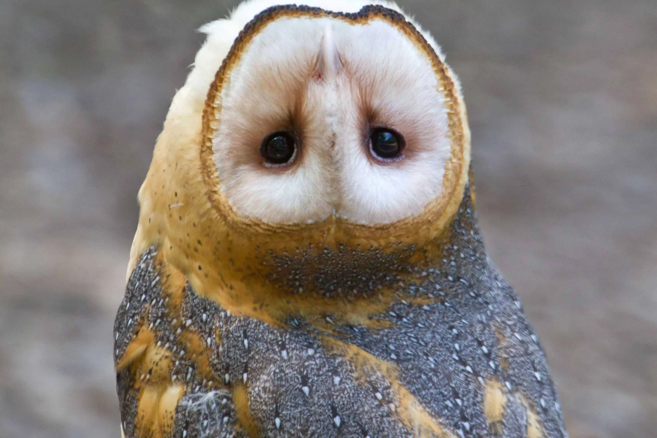 £££-Owl-with-an-upside-down-head.jpg