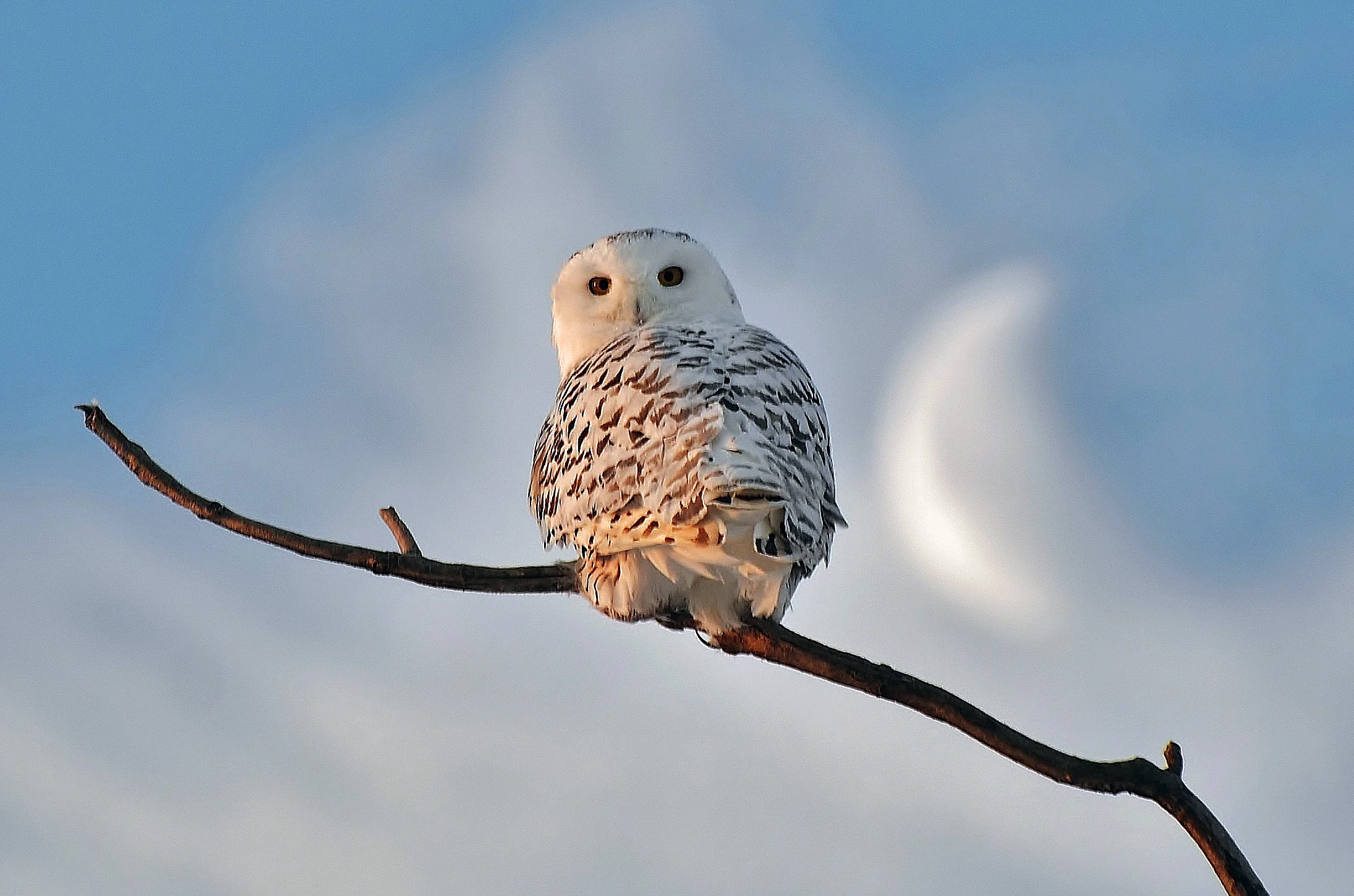 Snowy_Owl.jpg