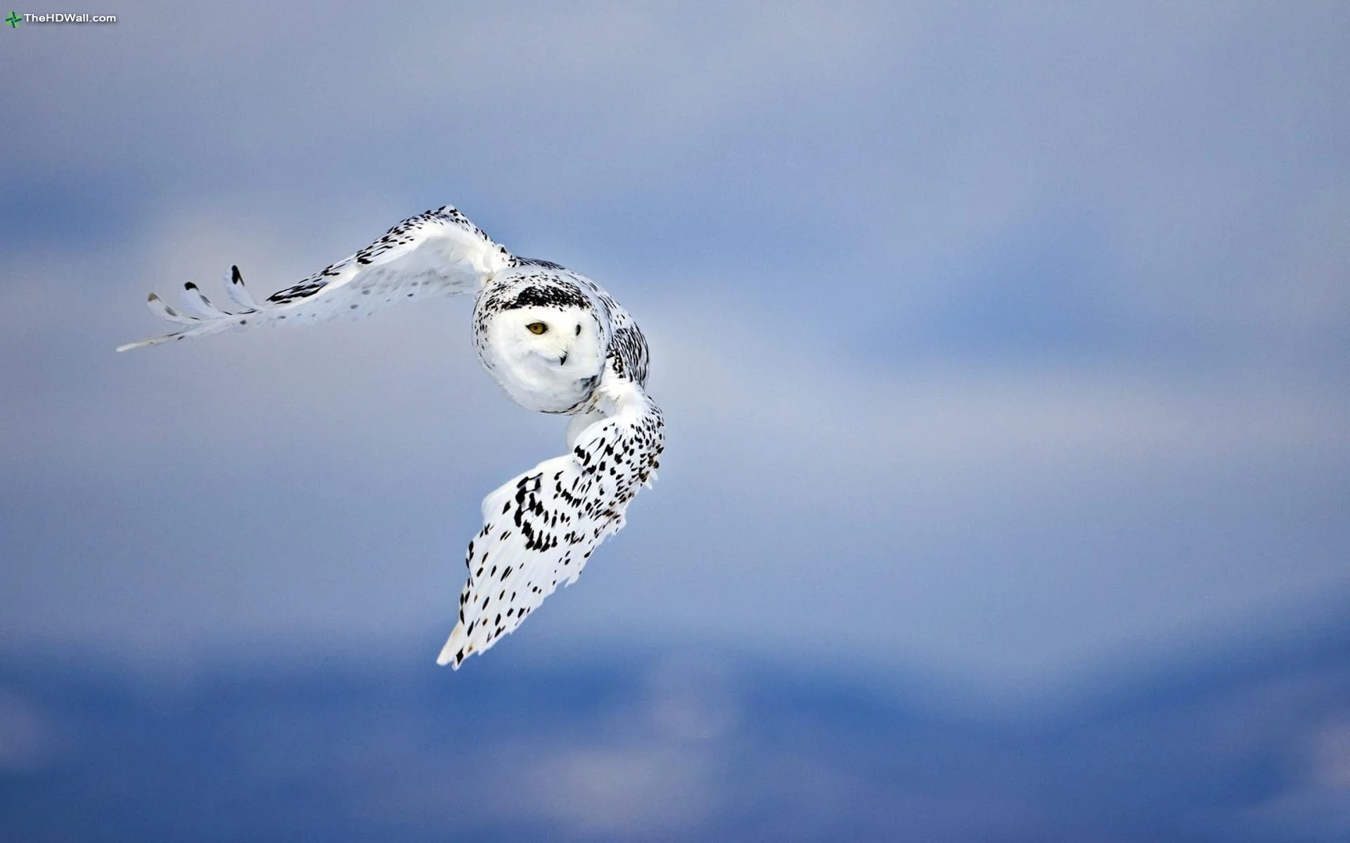 Animals-Owls-Wildlife-Raptor-Birds-Wings-Snow-Sky-Feathers-Flight-High-Resolution-Wallpaper.jpg