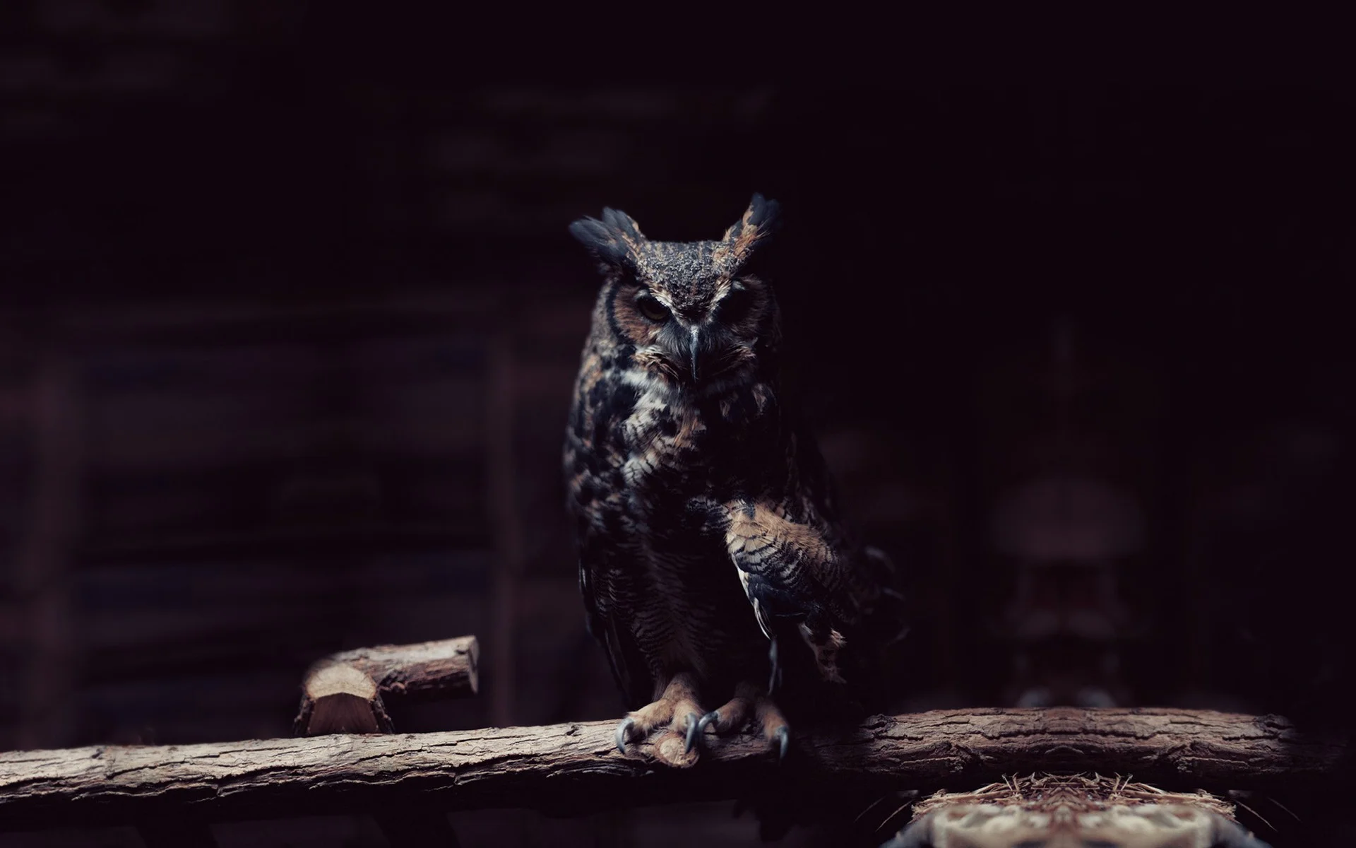 buffy-fish-owl-wallpaper.jpg