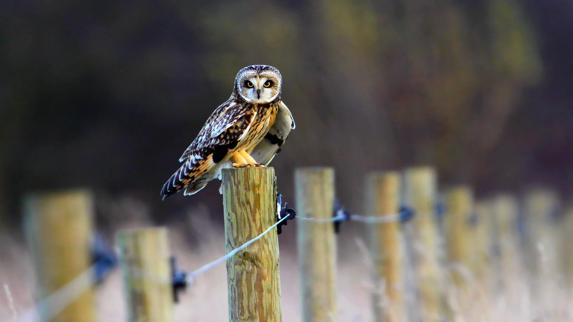 cute_little_owl.jpg