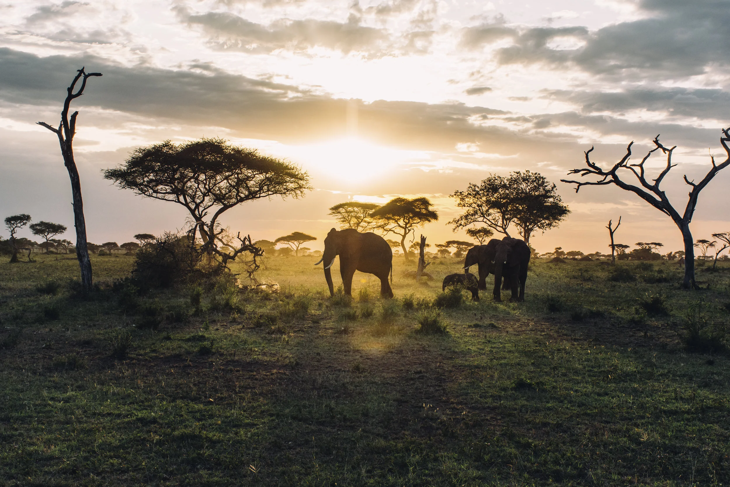 Elephant Sunset.jpg