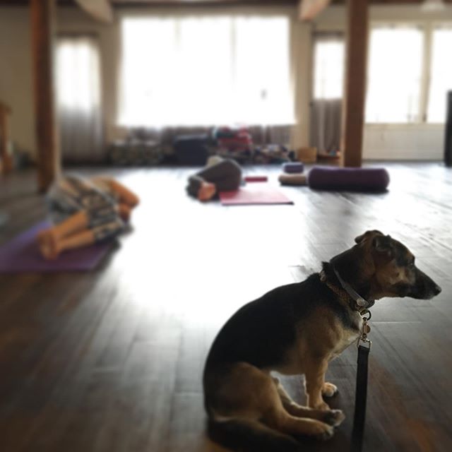 My little assistant did pretty well in his first yoga class today! ❤️🐕✨