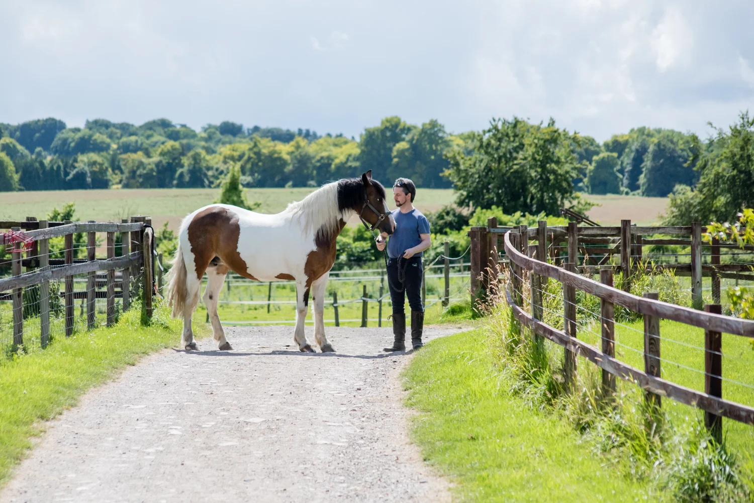 Ginge Stable Horses - 2