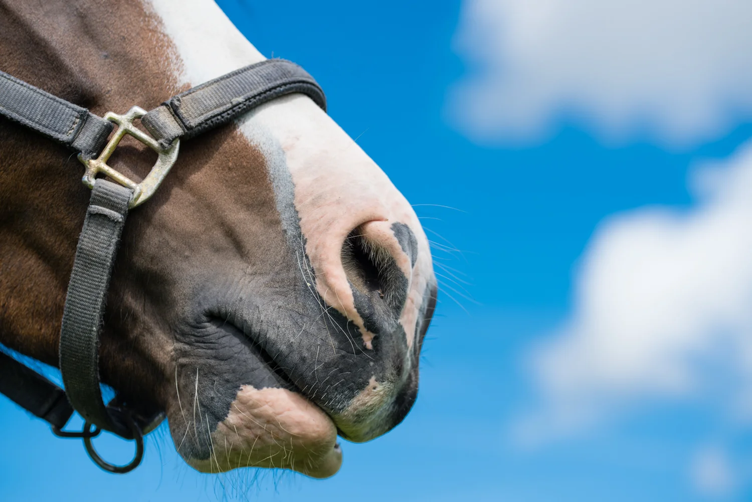 Ginge Stable Horses - 11