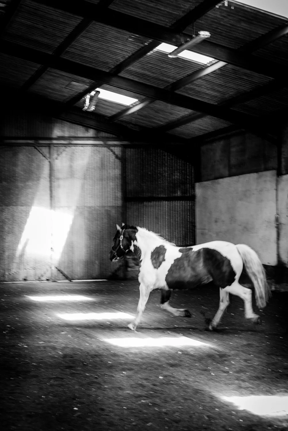 Ginge Stable Horses - 13