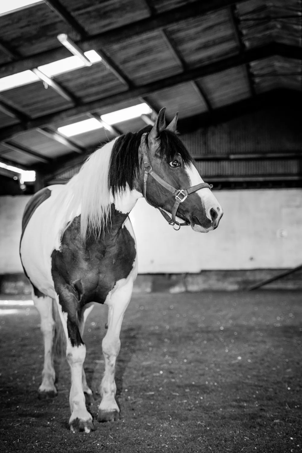 Ginge Stable Horses - 15