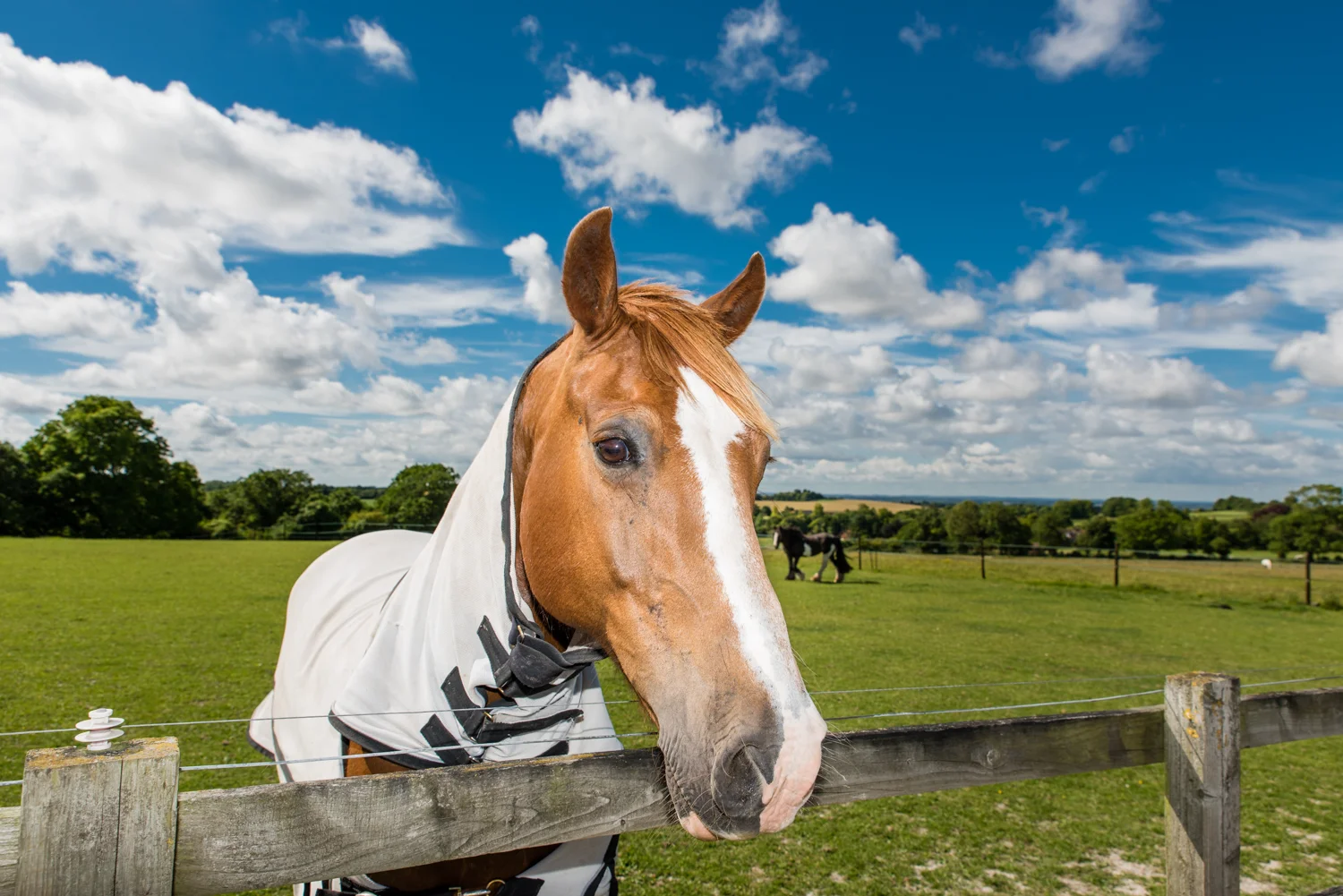 Ginge Stable Horses - 19