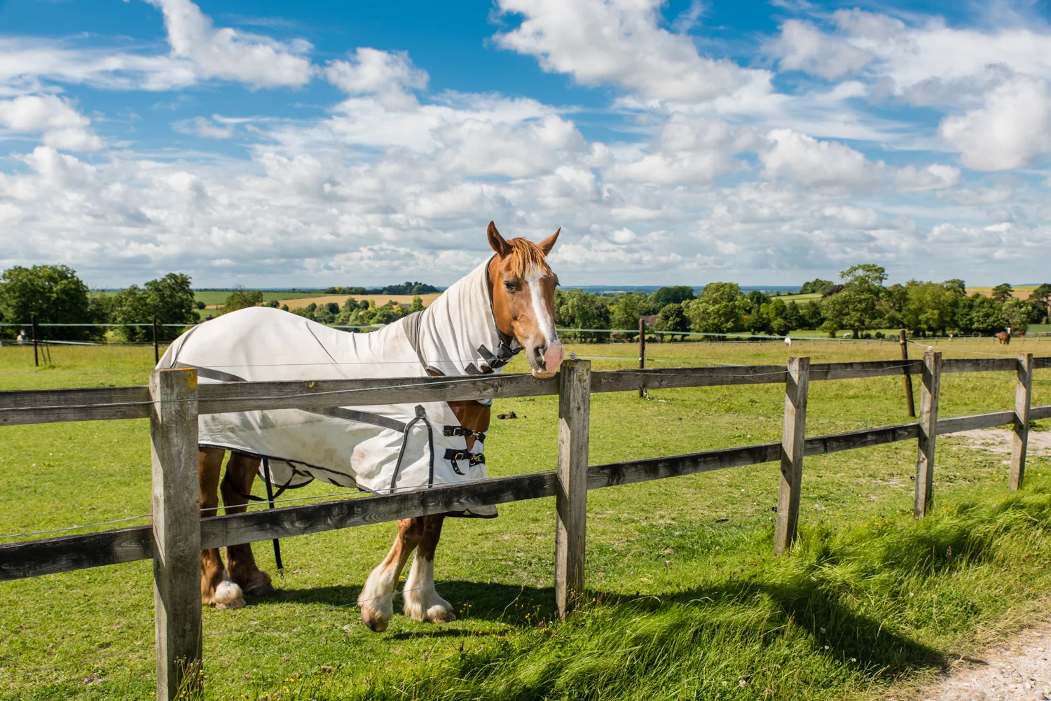 Ginge Stable Horses - 22
