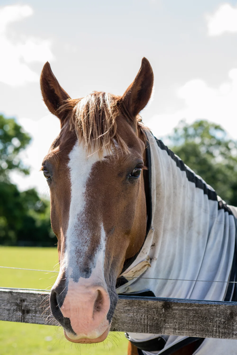 Ginge Stable Horses - 25