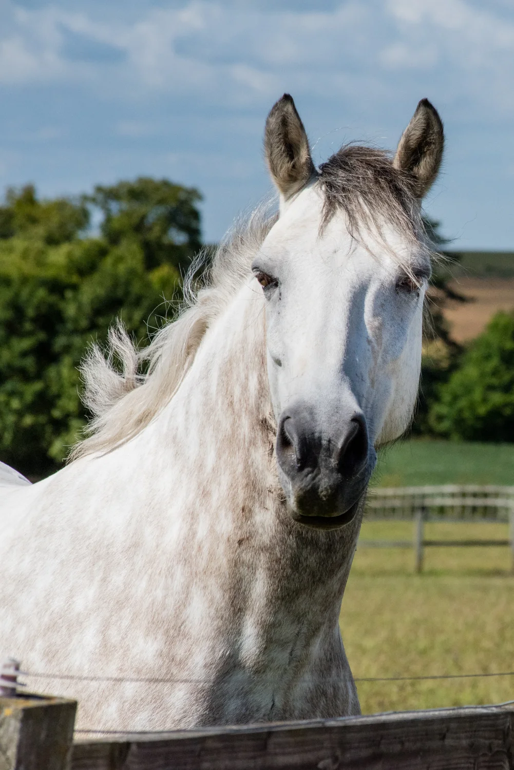 Ginge Stable Horses - 30