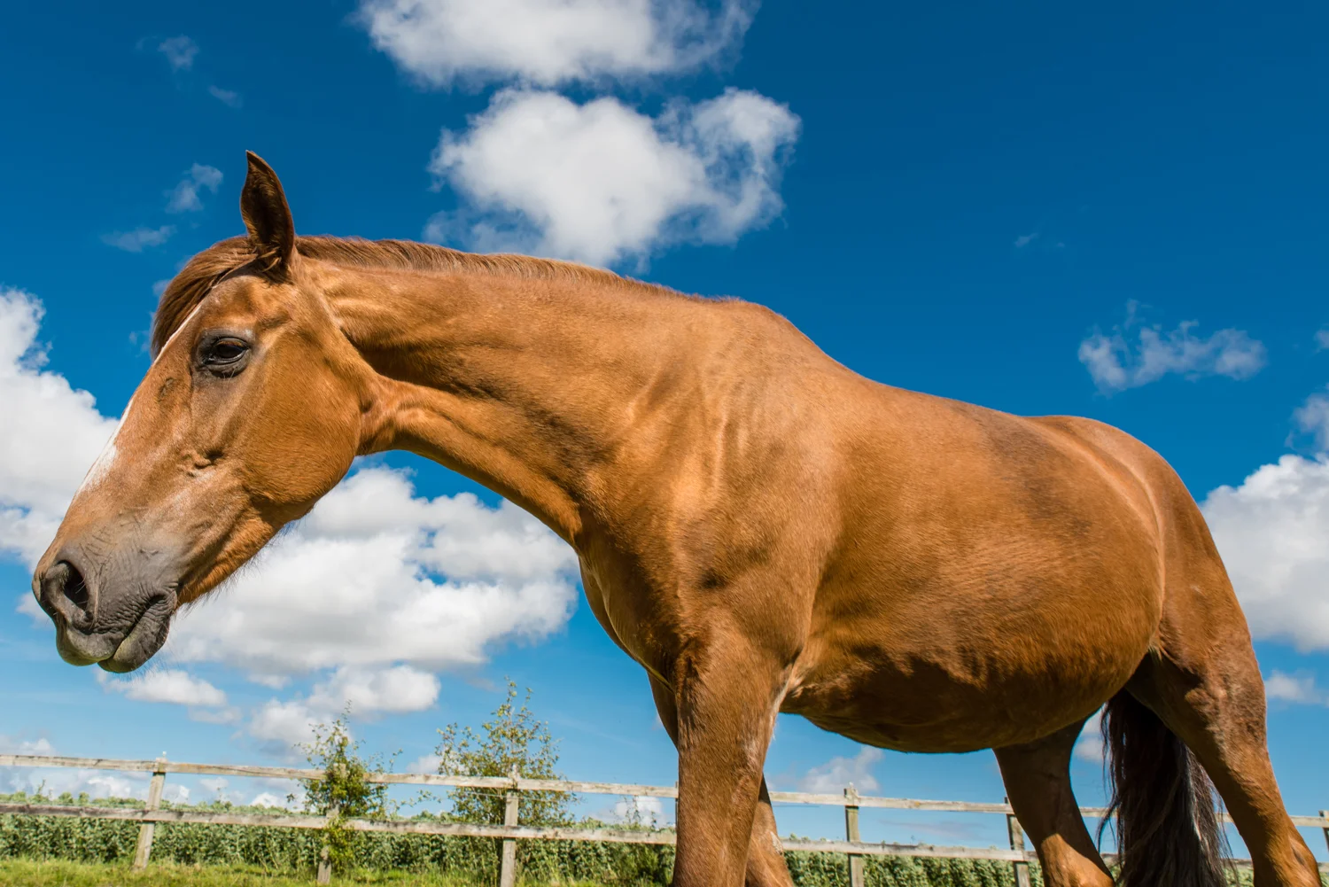 Ginge Stable Horses - 39