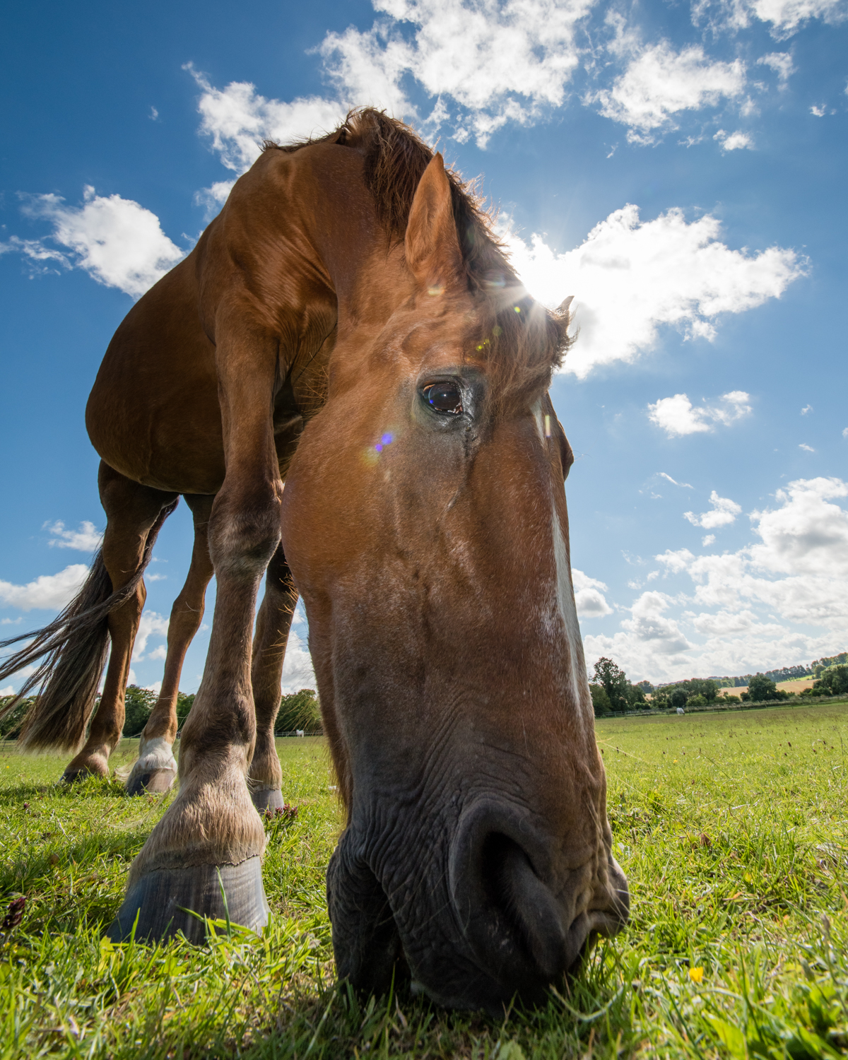 Ginge Stable Horses - 42