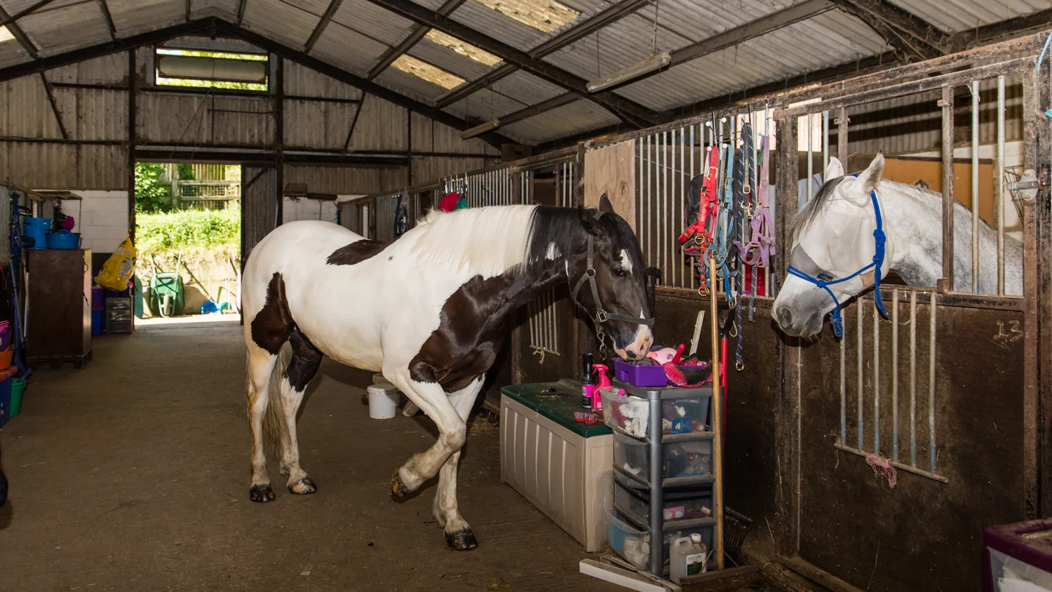 Ginge Stable Horses - 47