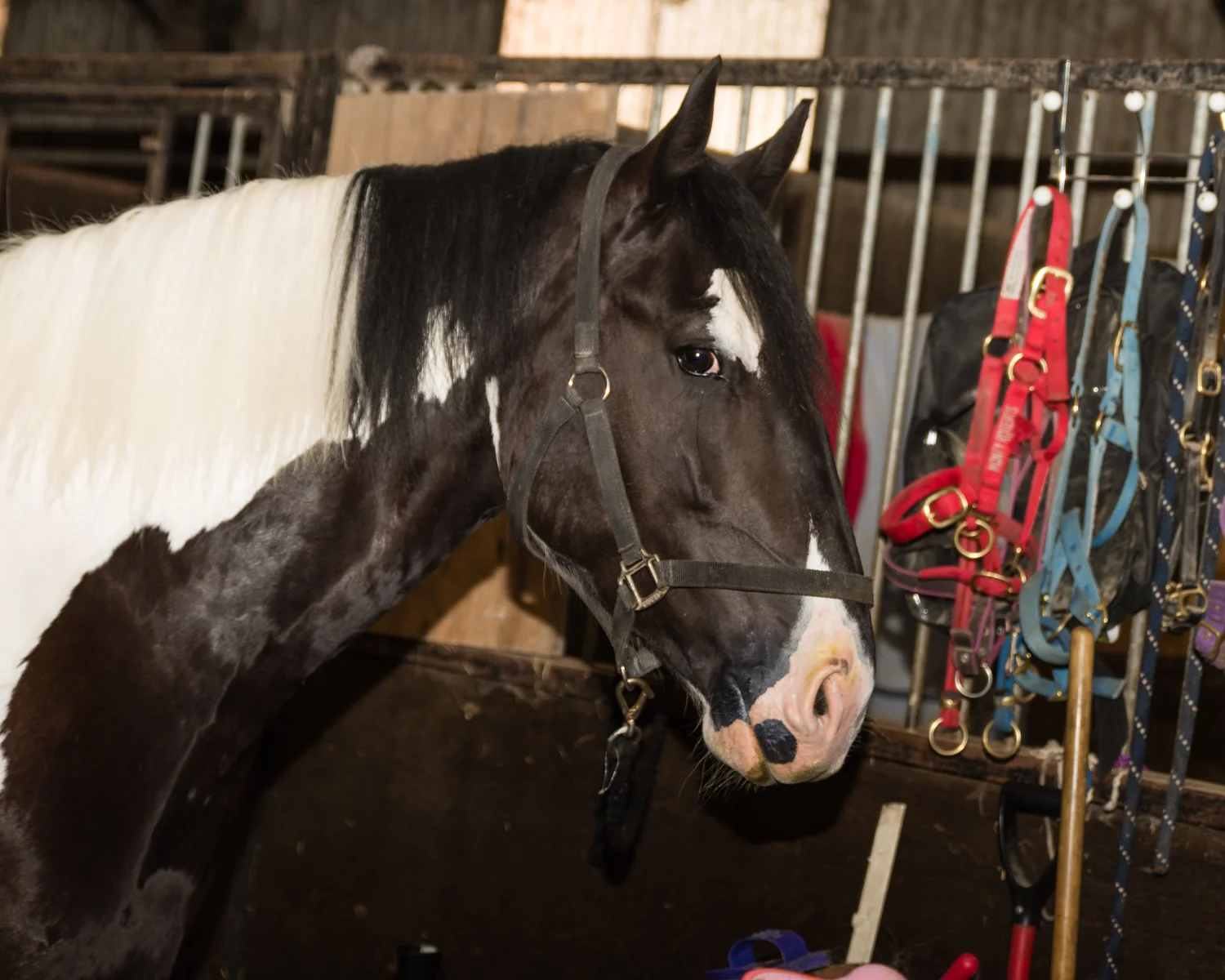 Ginge Stable Horses - 48