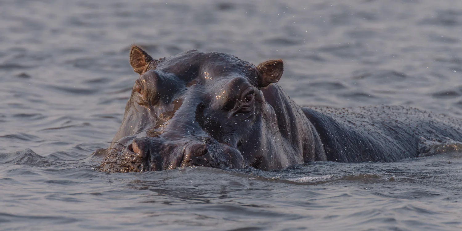 South Africa 2016 Best-5208.jpg