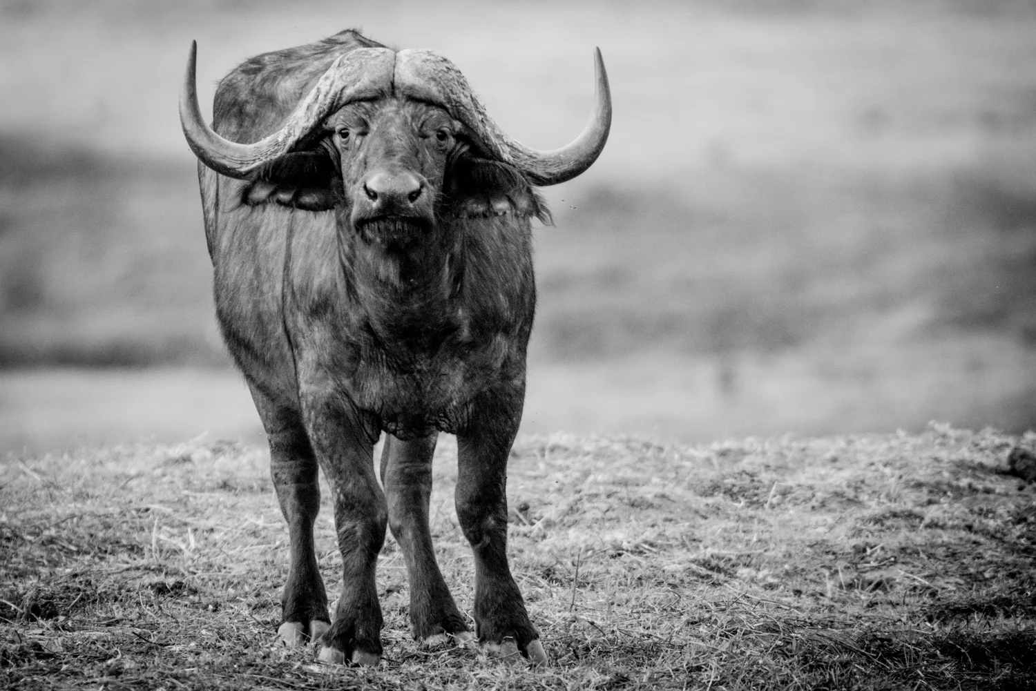 South Africa 2016 Best-6069.jpg