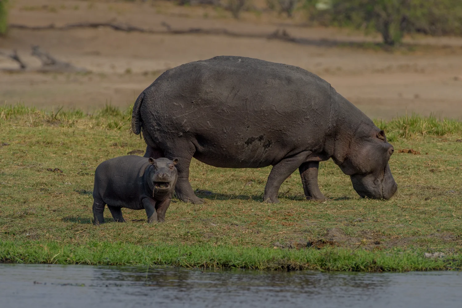 South Africa 2016 Best-7279.jpg