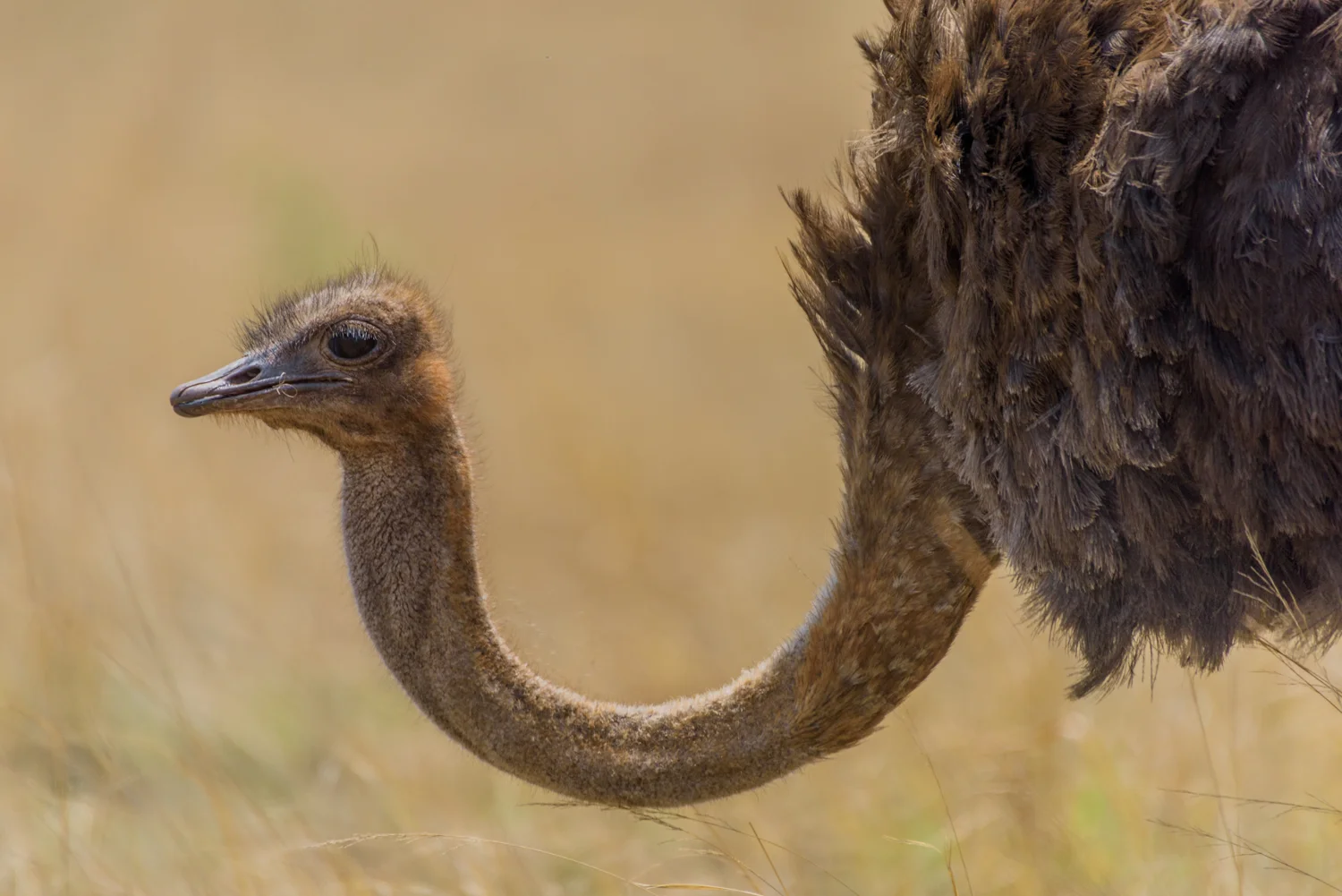 South Africa 2016 Best-8245.jpg