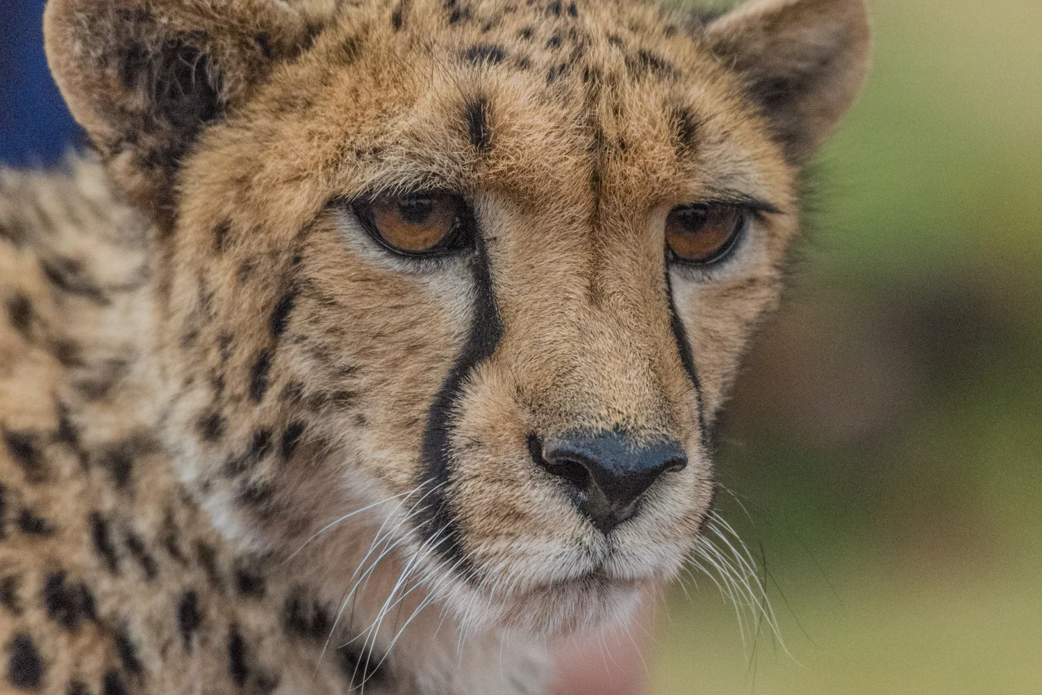 South Africa 2016 Best-8838.jpg
