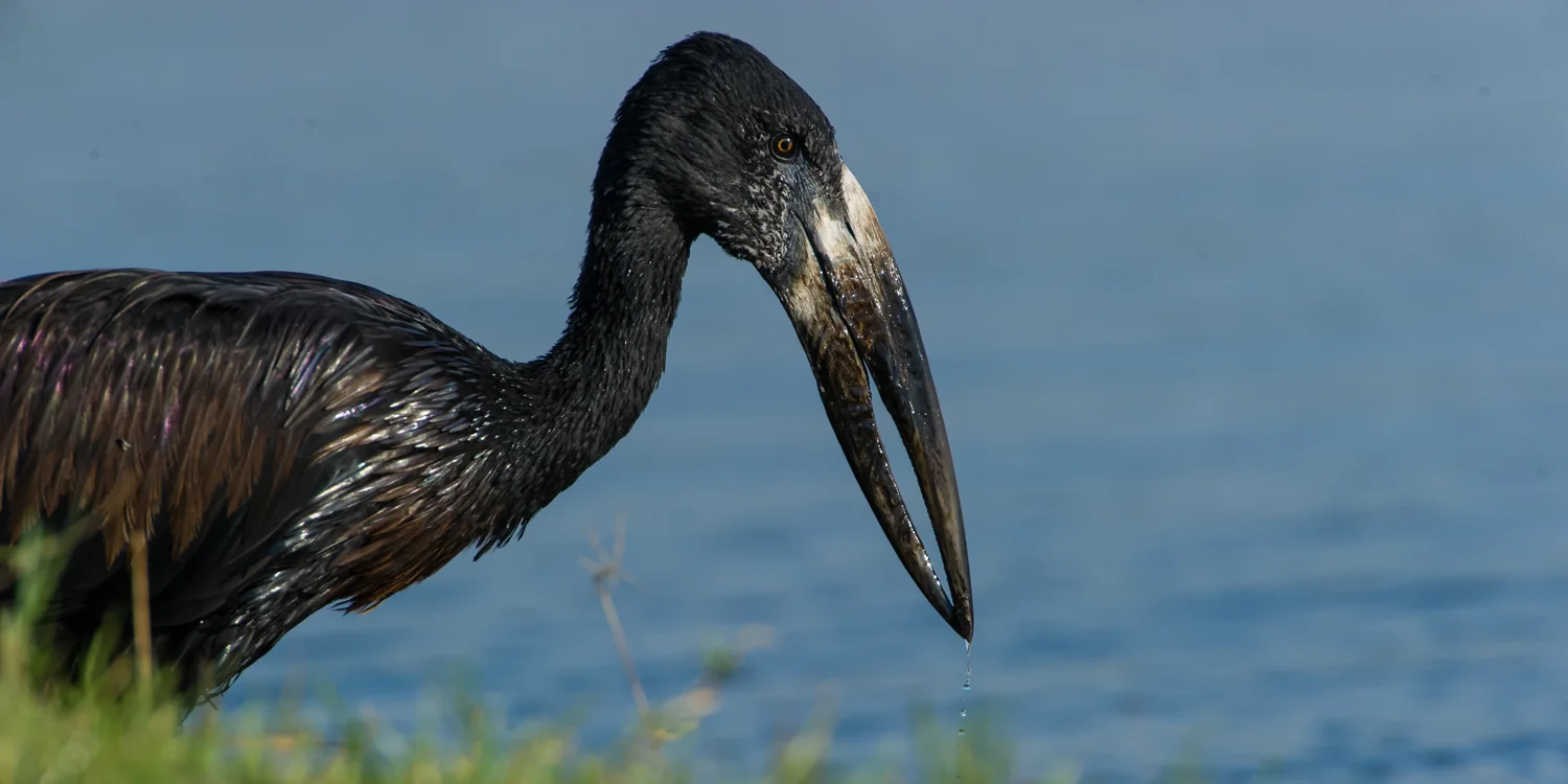 South Africa 2016 Best-9584.jpg