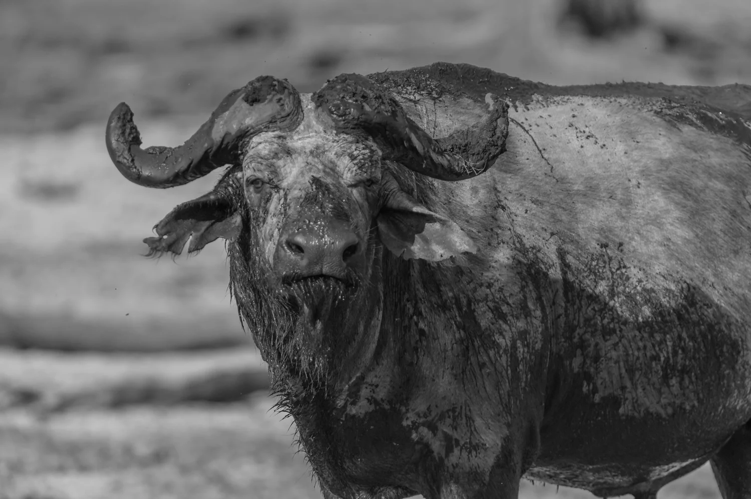 South Africa 2016 Best-9679.jpg
