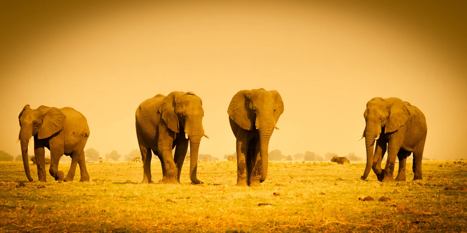 South Africa 2016 Best-2.jpg