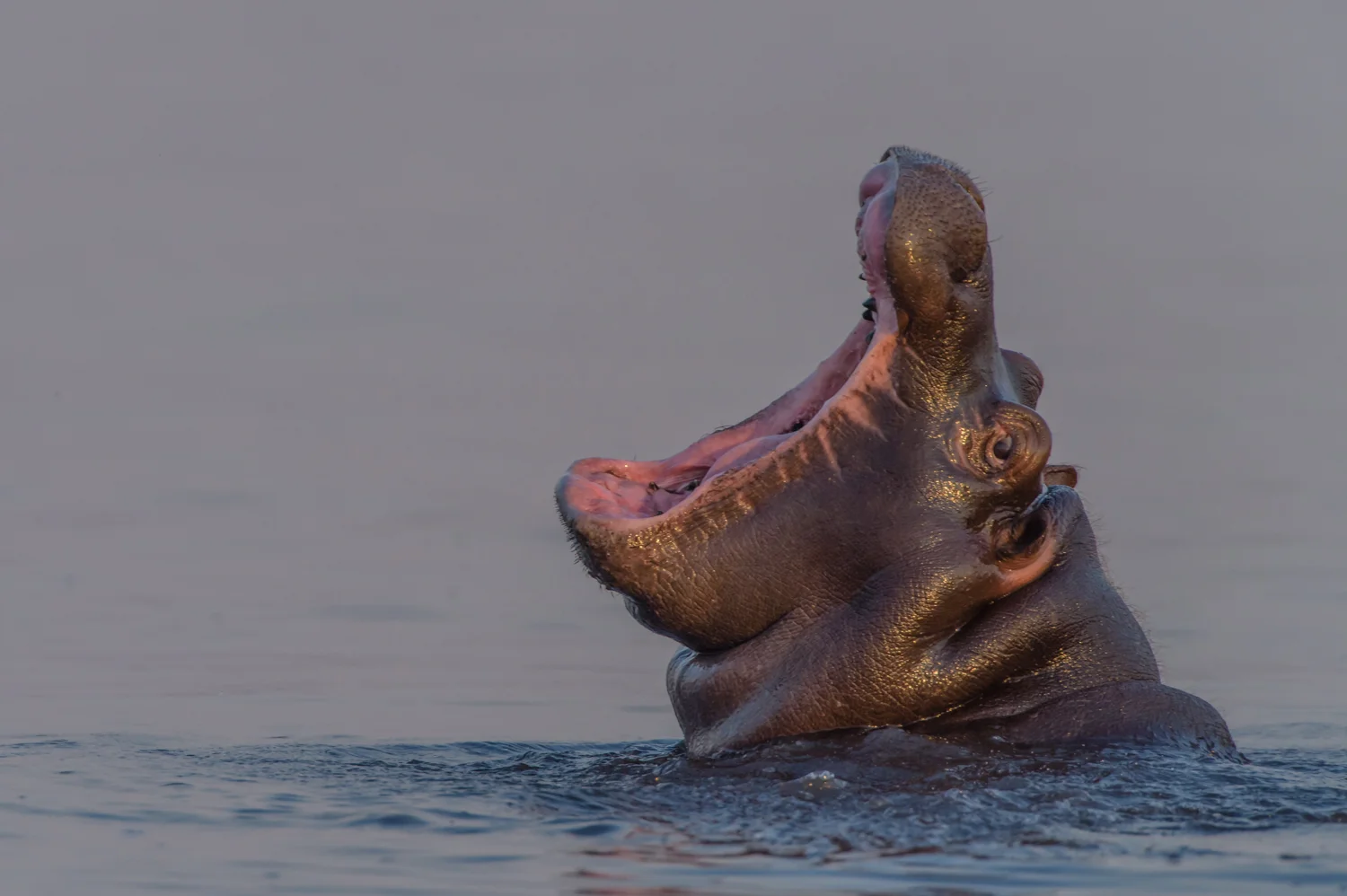 South Africa 2016 Best-3357.jpg