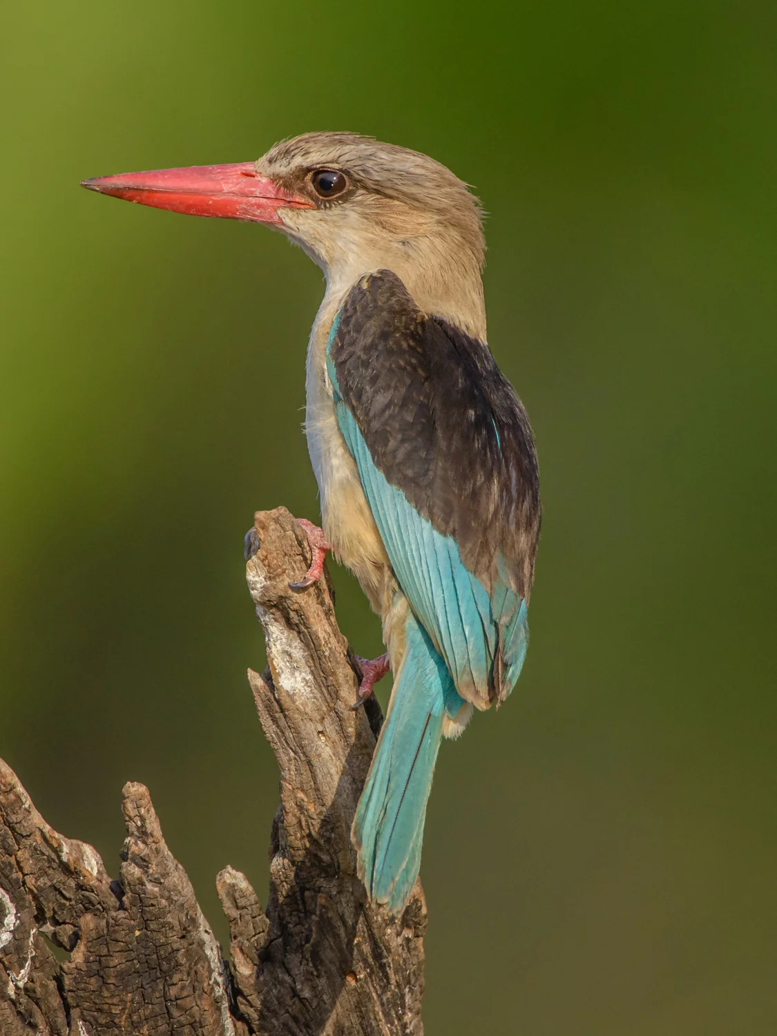 South Africa 2016 Best-3185.jpg