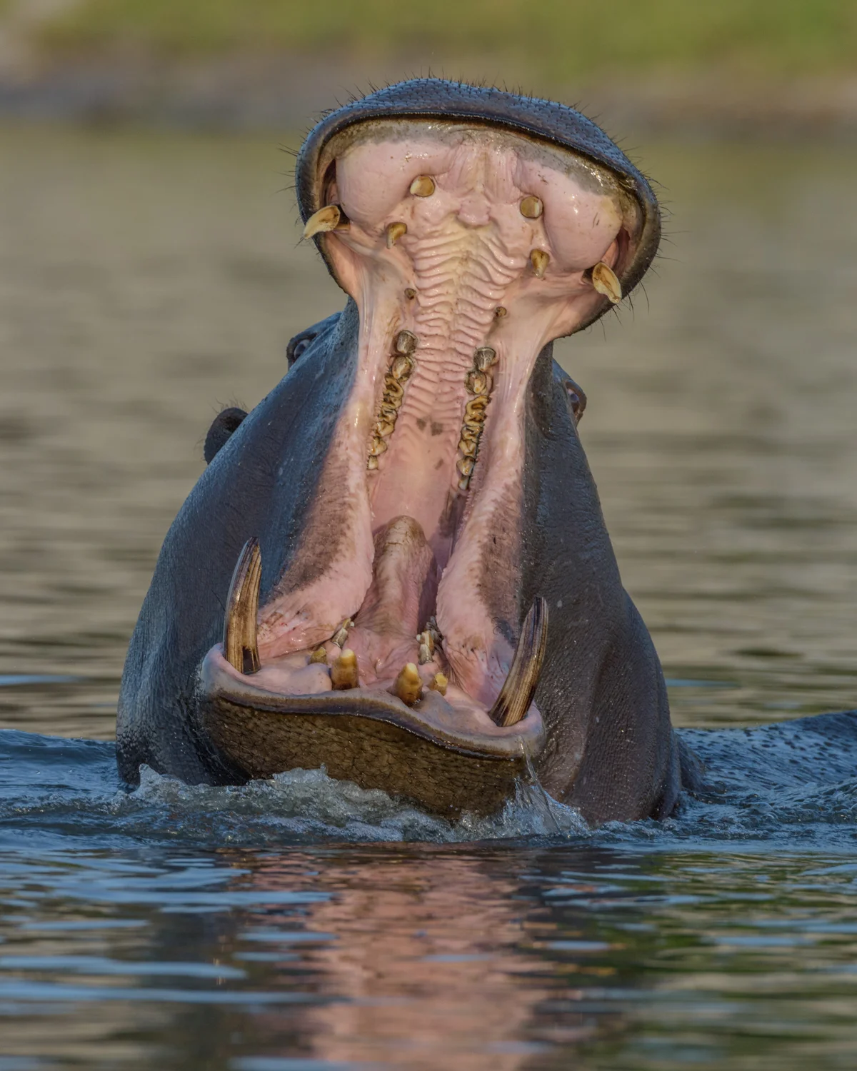 South Africa 2016 Best-4124.jpg