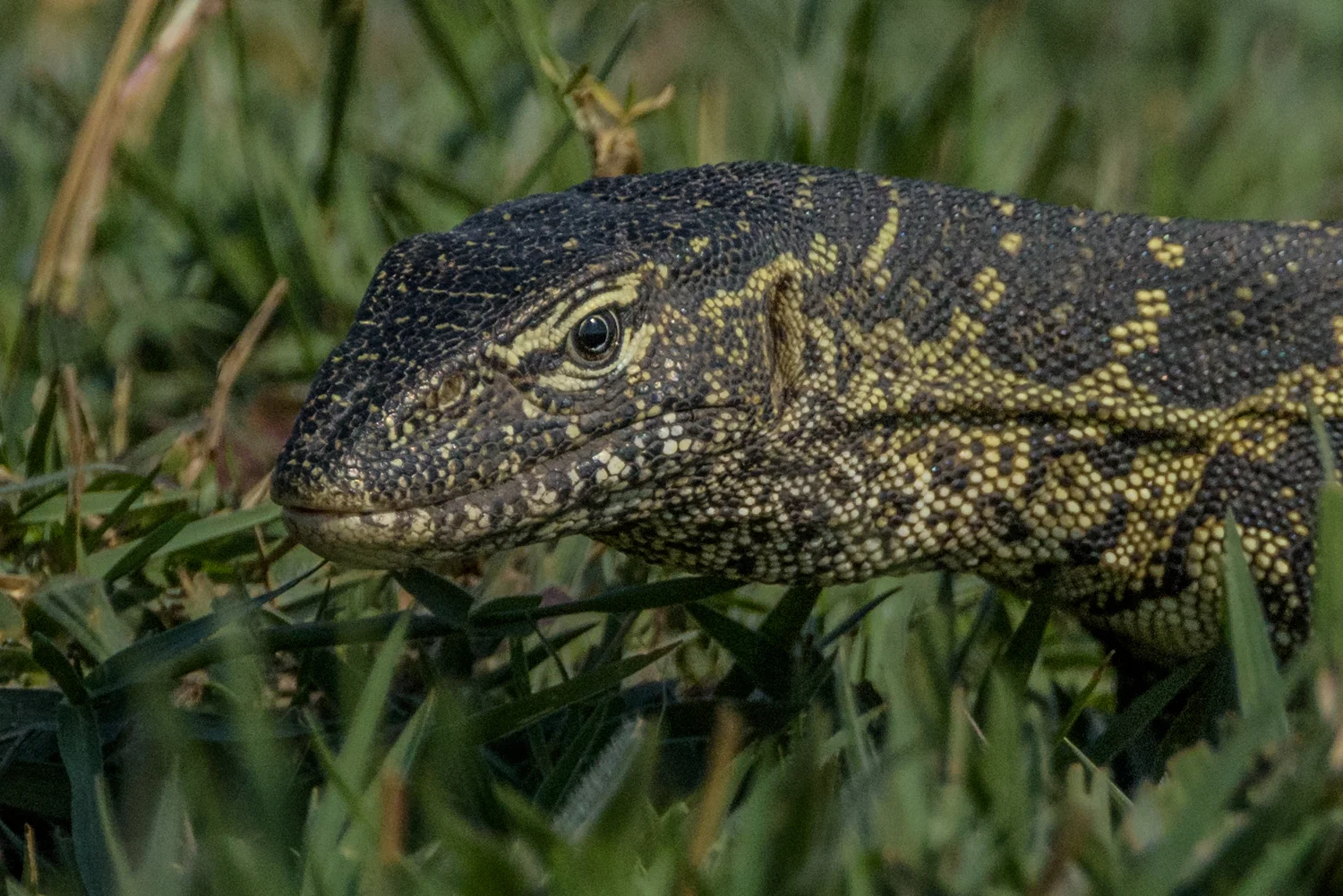 South Africa 2016 Best-4759.jpg