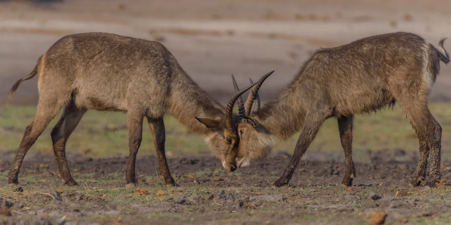 South Africa 2016 Best-5196.jpg