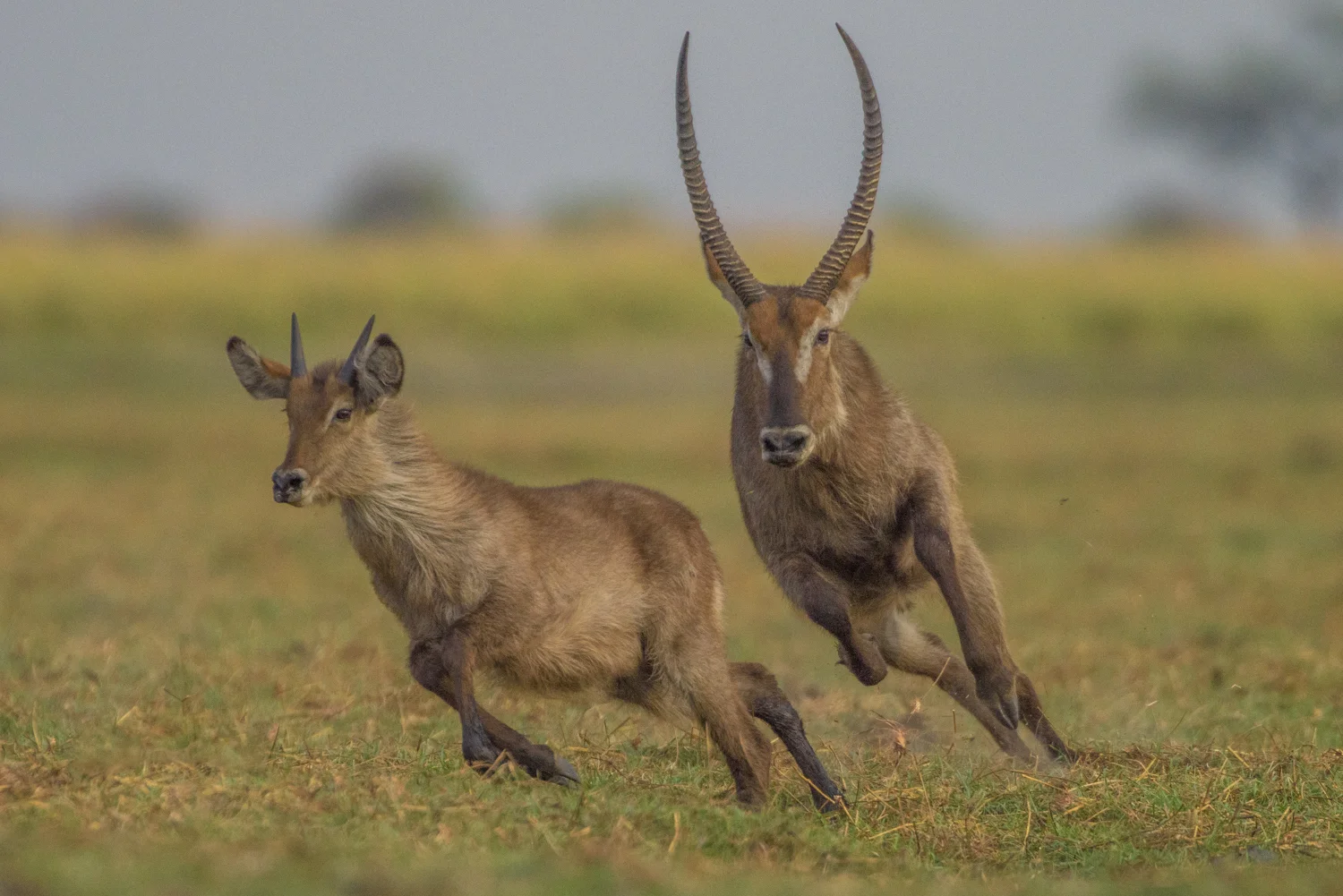 South Africa 2016 Best-6166.jpg