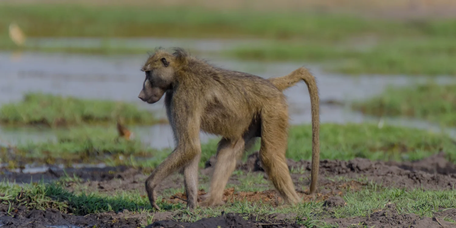 South Africa 2016 Best-6292.jpg