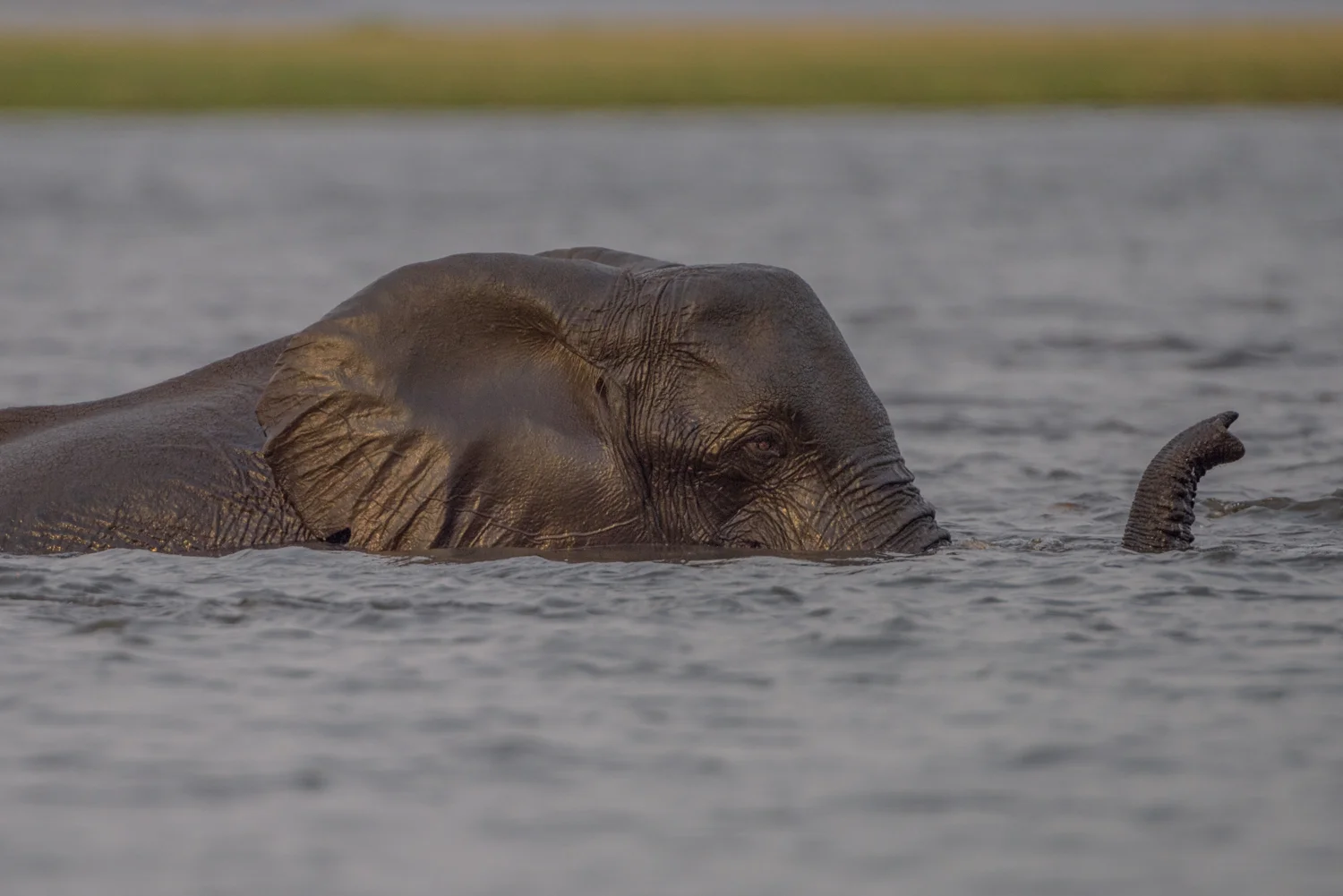 South Africa 2016 Best-6588.jpg