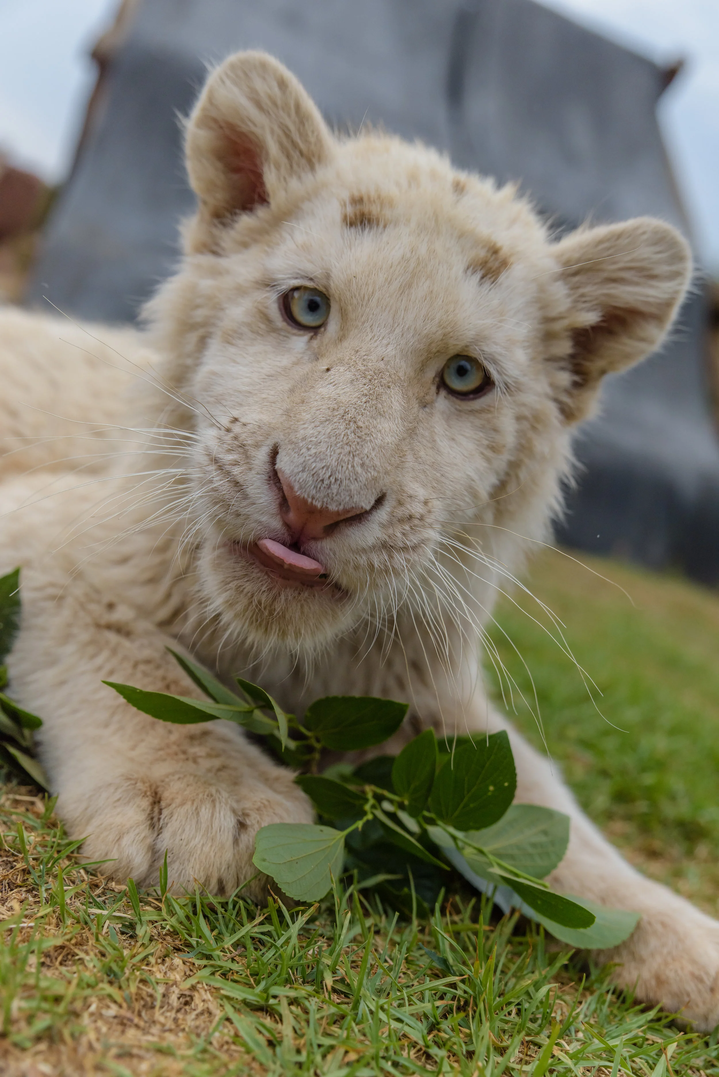 South Africa 2016 W-6501.jpg