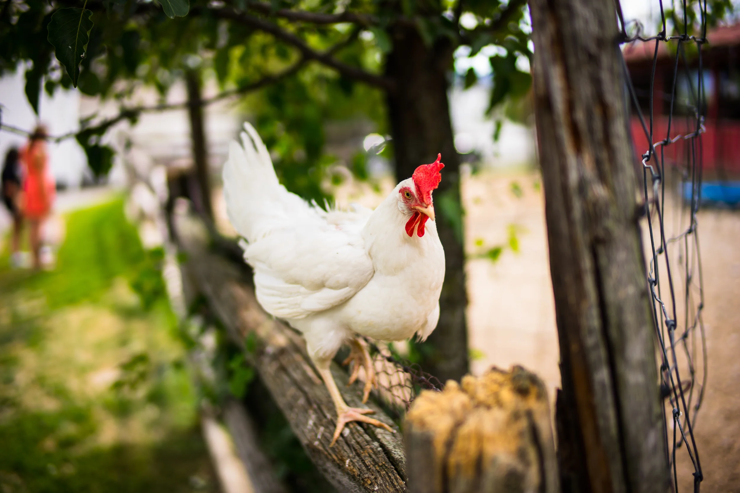  Chicken Upstate NY.&nbsp;2015 
