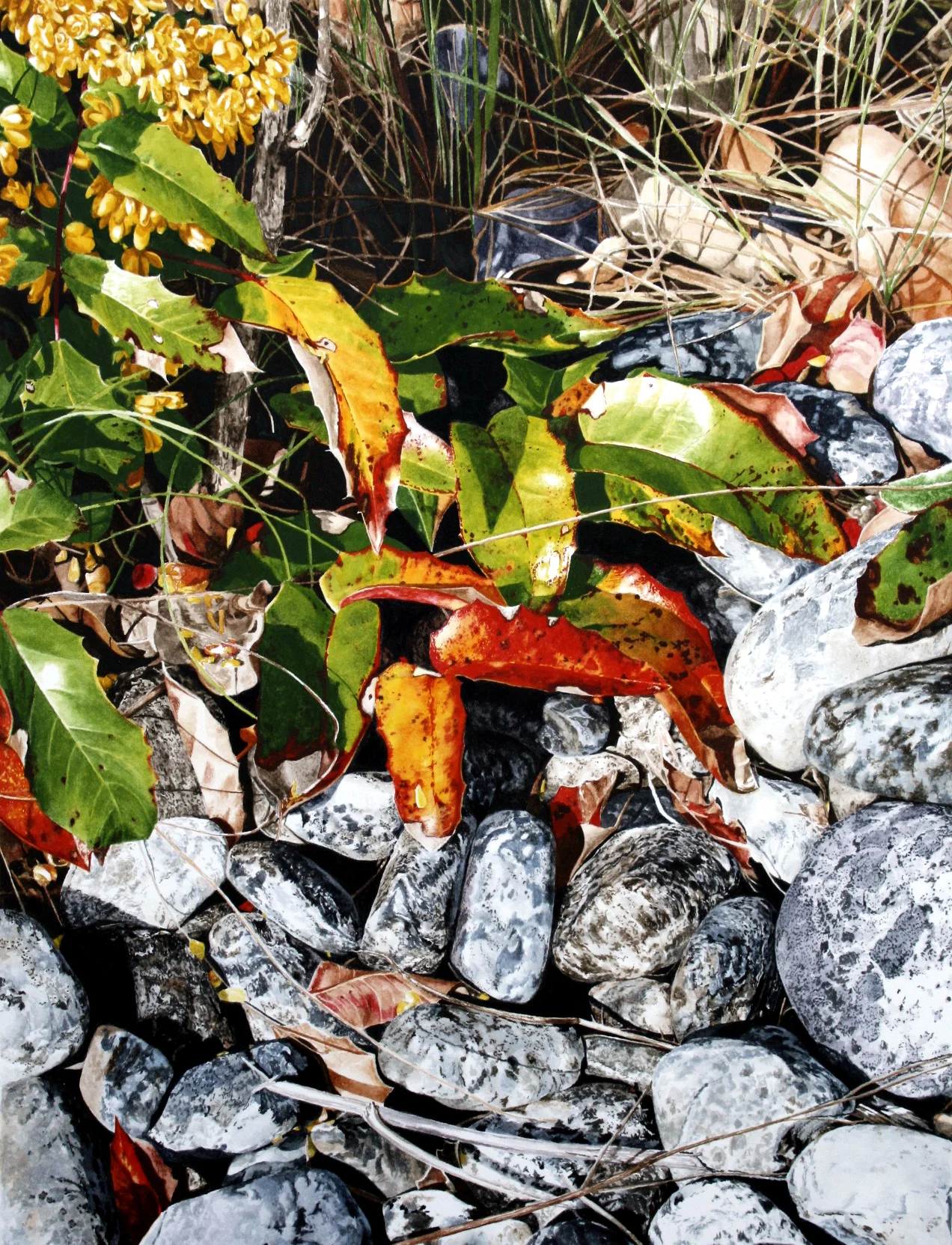 Shore Rocks & Oregon Grape