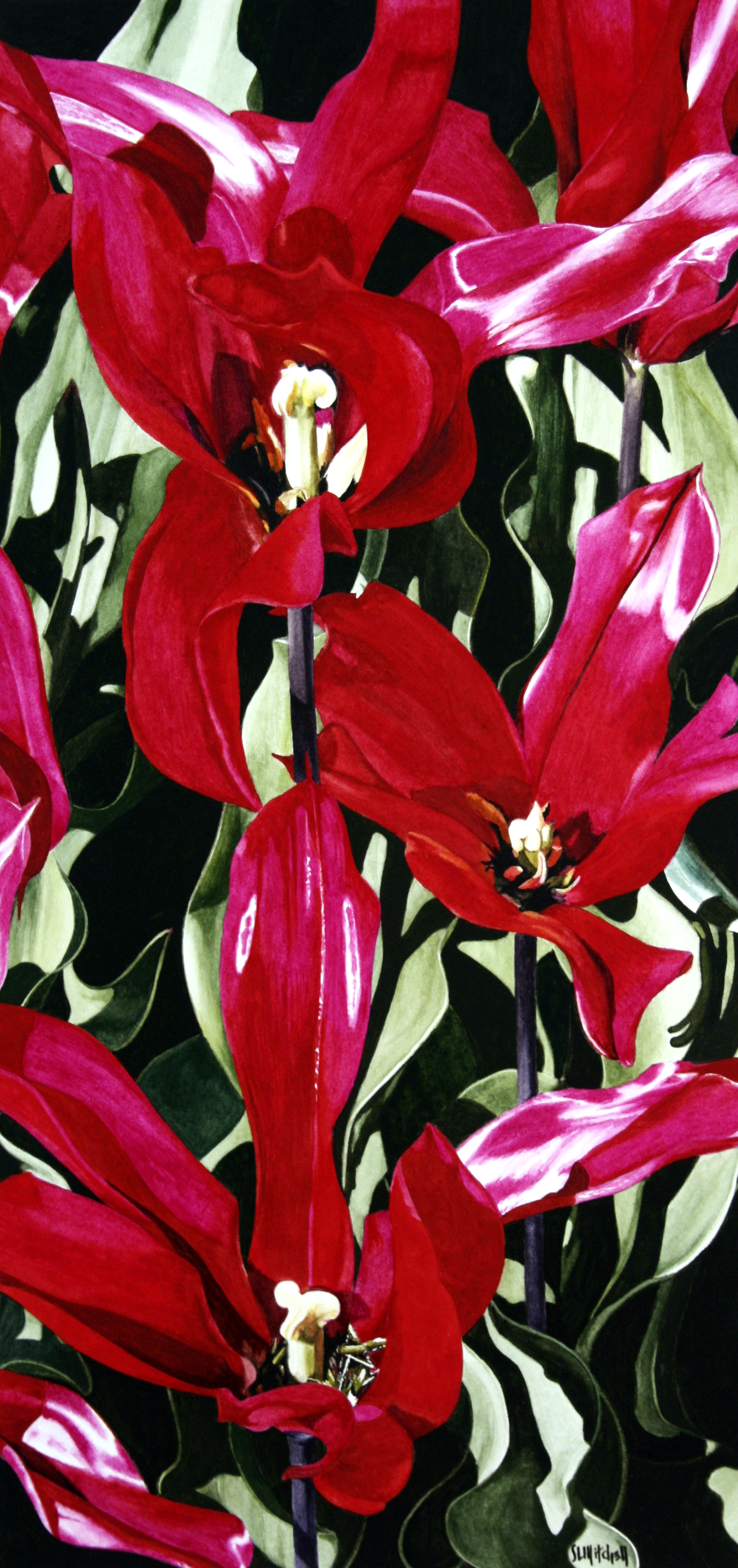Spring Tulips - Red