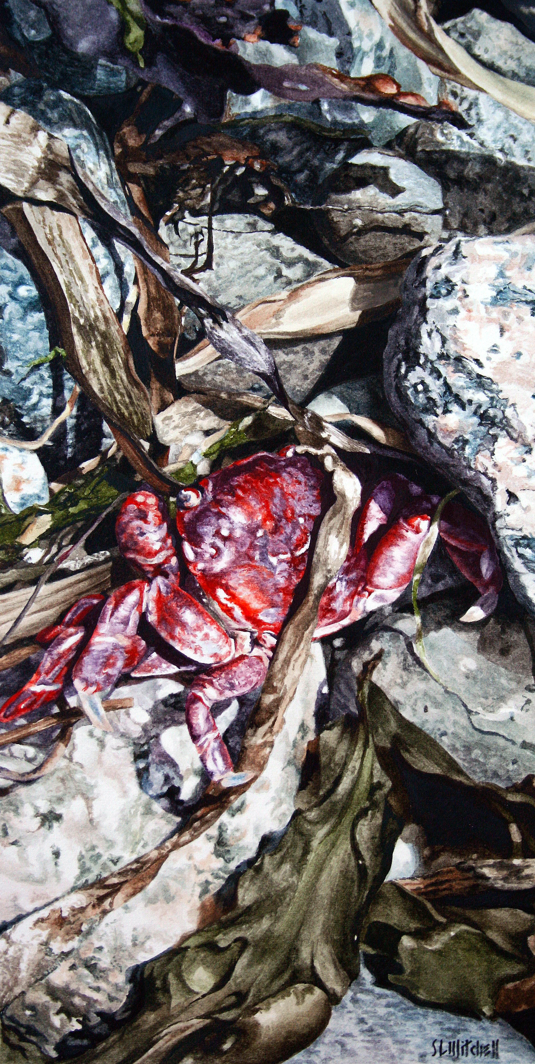 Tangle 5 - Crab, Rocks and Seaweed