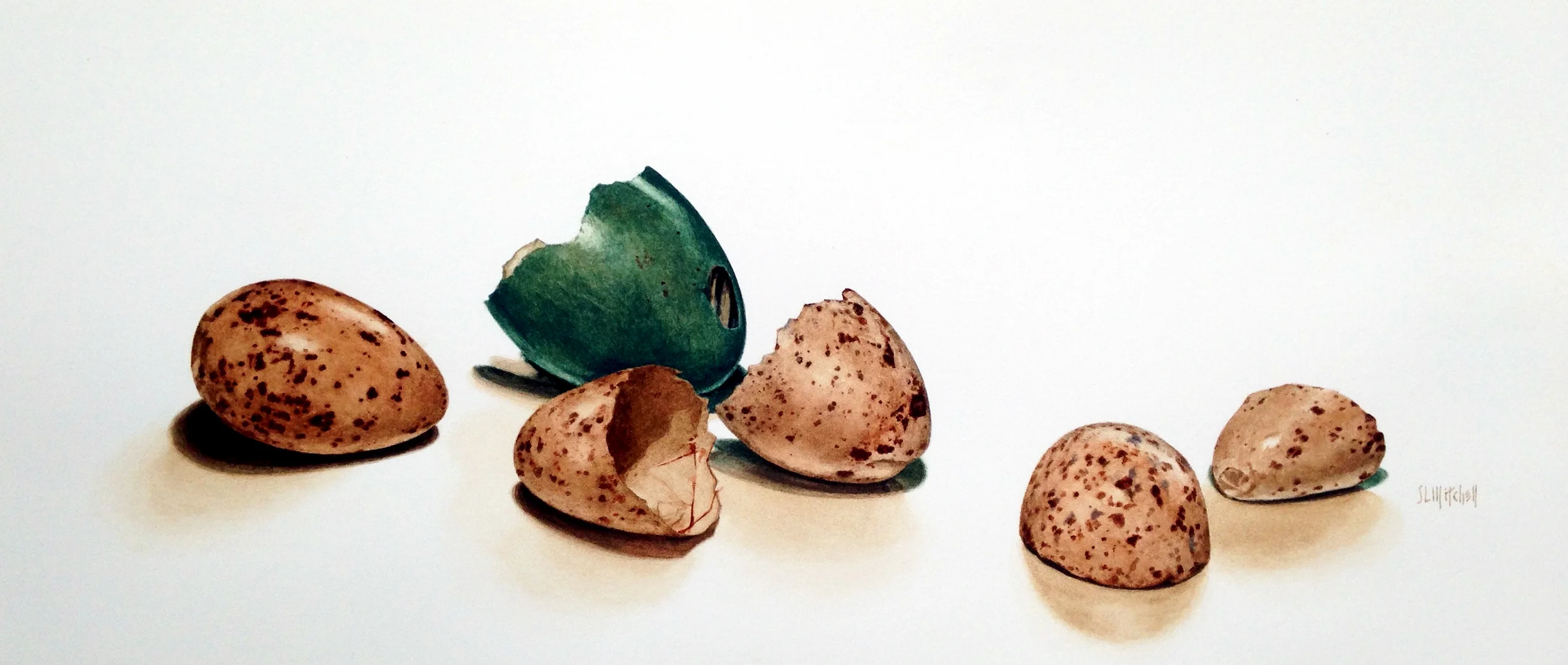 Shell Game - Swallow and Robin Eggs