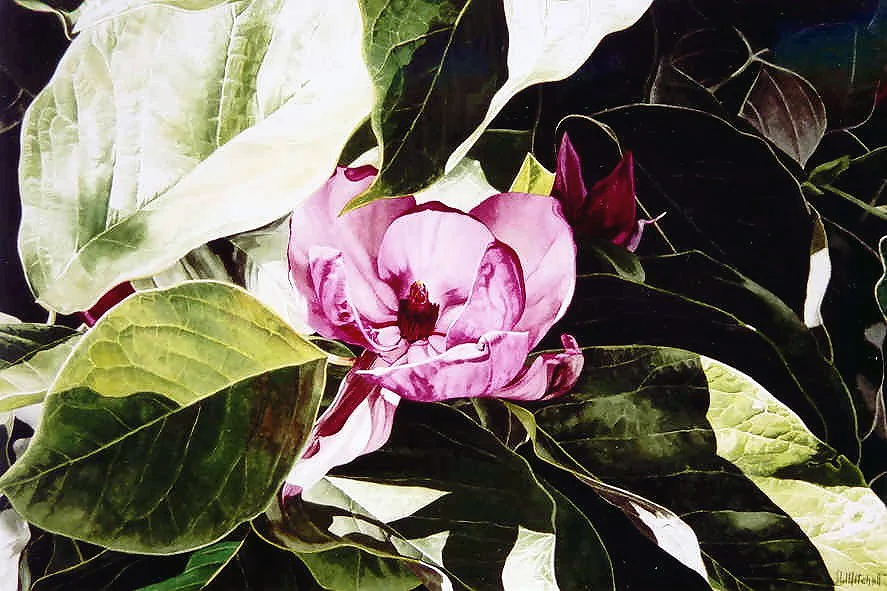 Late Afternoon - Magnolia