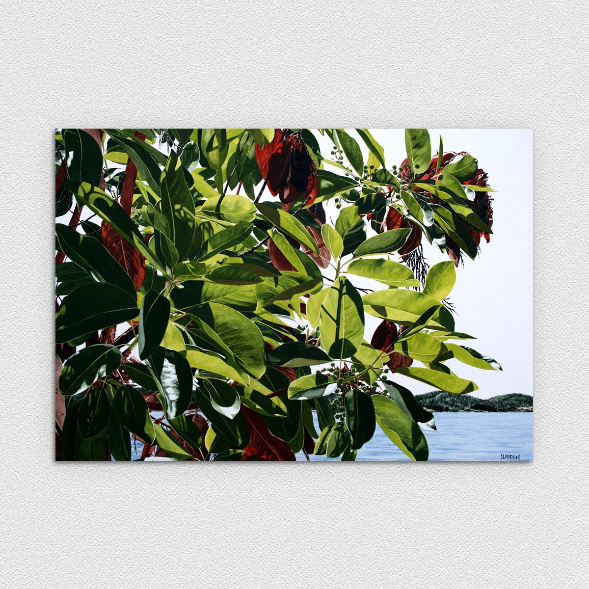 Headland at Becher Bay - Arbutus