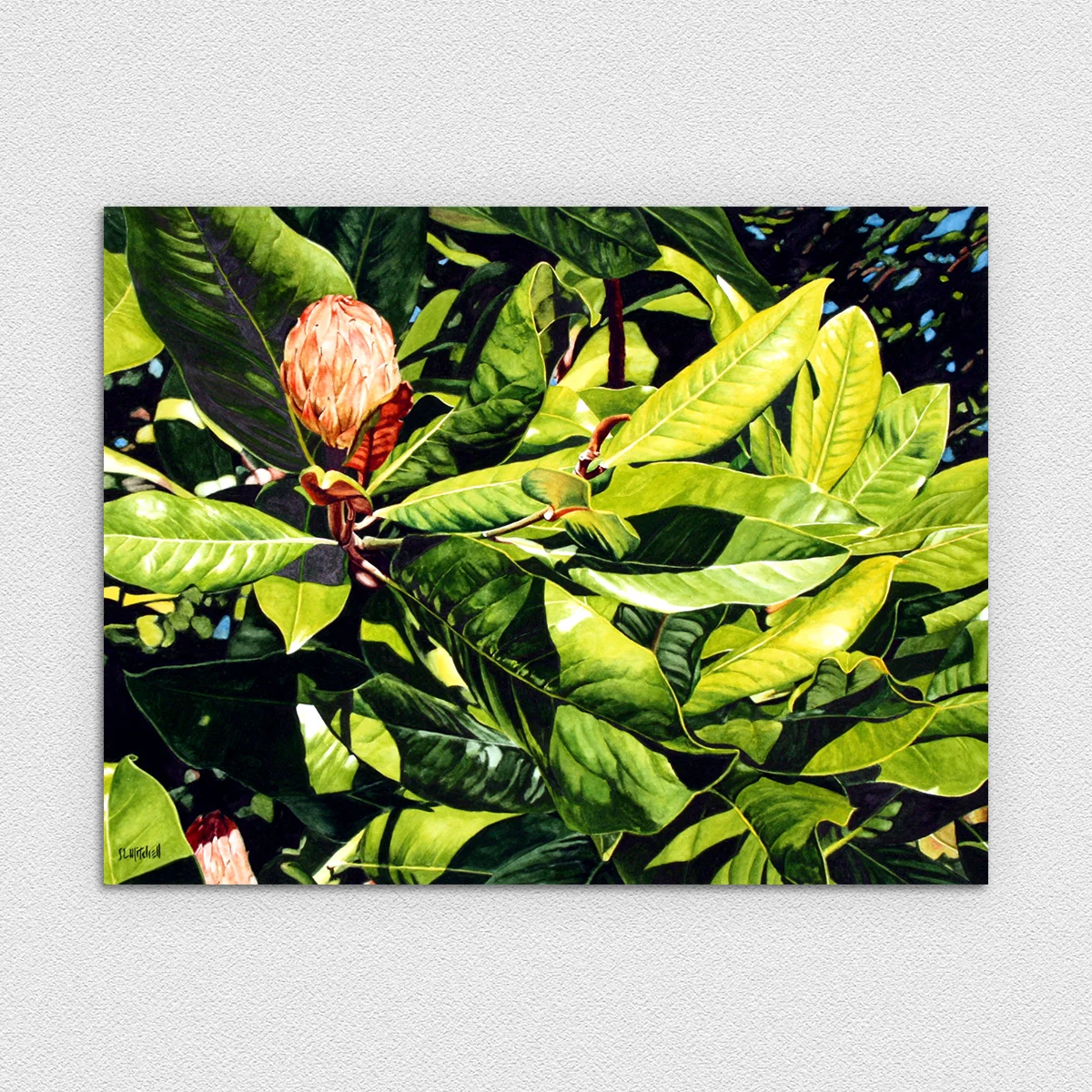 Late Magnolia - Magnolia grandiflora